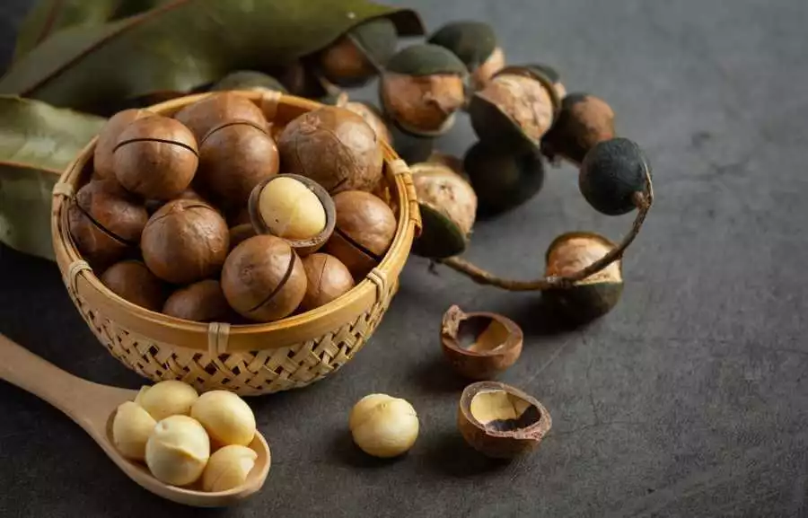 Best Nuts for Weight Loss 5 - Macadamia Nuts