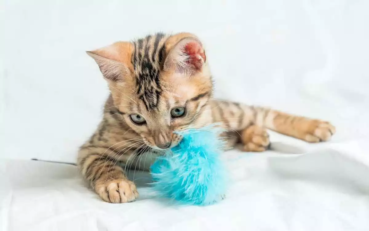 Cat Boarding for Busy Cat Parents