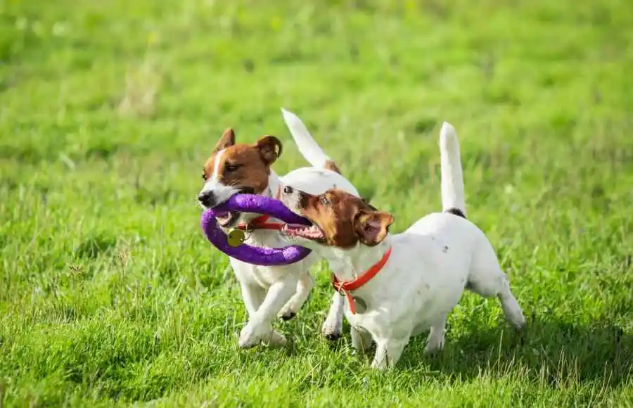 Doggie Day Care 2