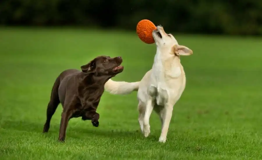 Doggie Day Care 4