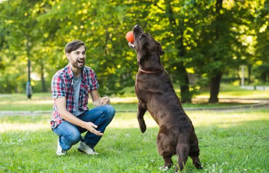 Doggie Day Care 6