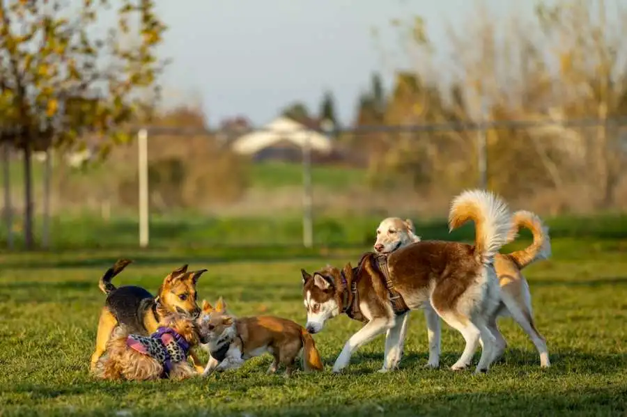 Doggie Day Care 9