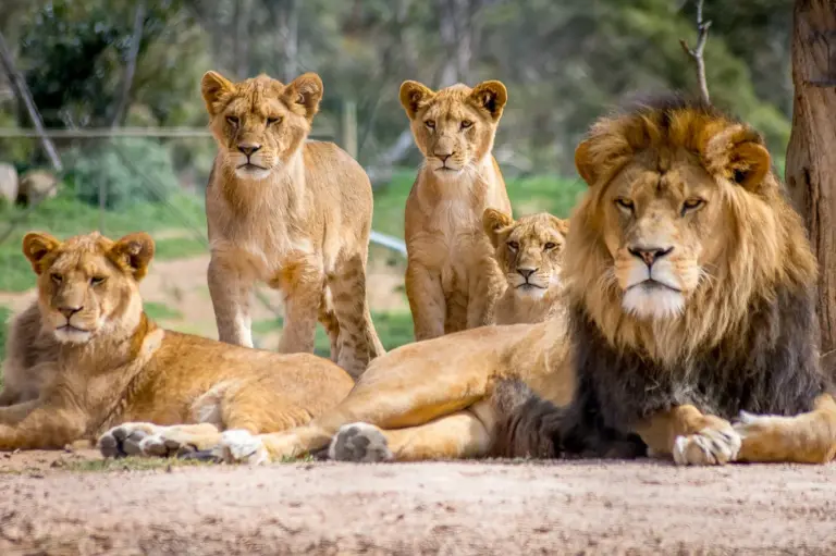 Zoo Keeper Fatally Attacked by Lions at Thailand Safari Park